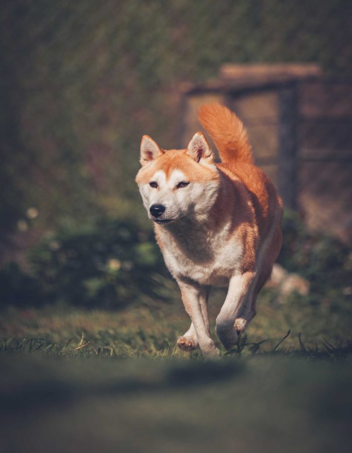 Animaux_2_Link_200x300-1-scaled-700x900 Animaux